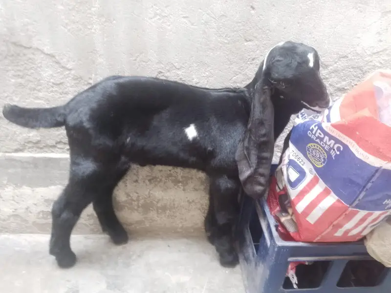 pure betal nagra bakri with 2baby male — photo 4
