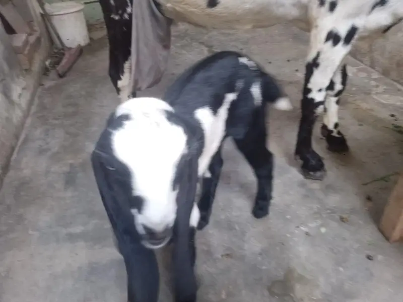 pure betal nagra bakri with 2baby male — photo 5
