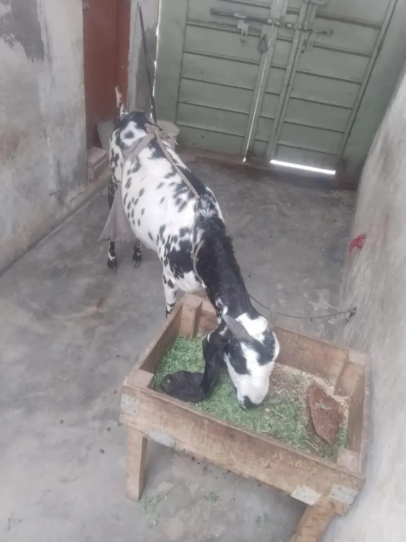 pure betal nagra bakri with 2baby male — photo 6