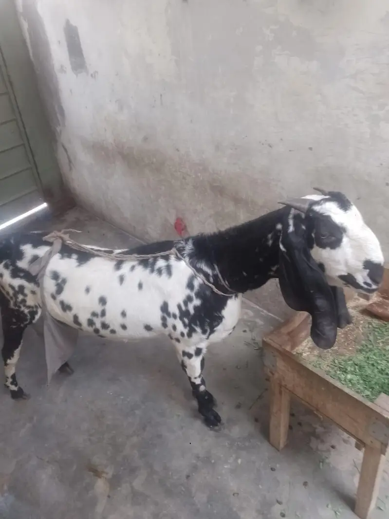 pure betal nagra bakri with 2baby male — photo 7