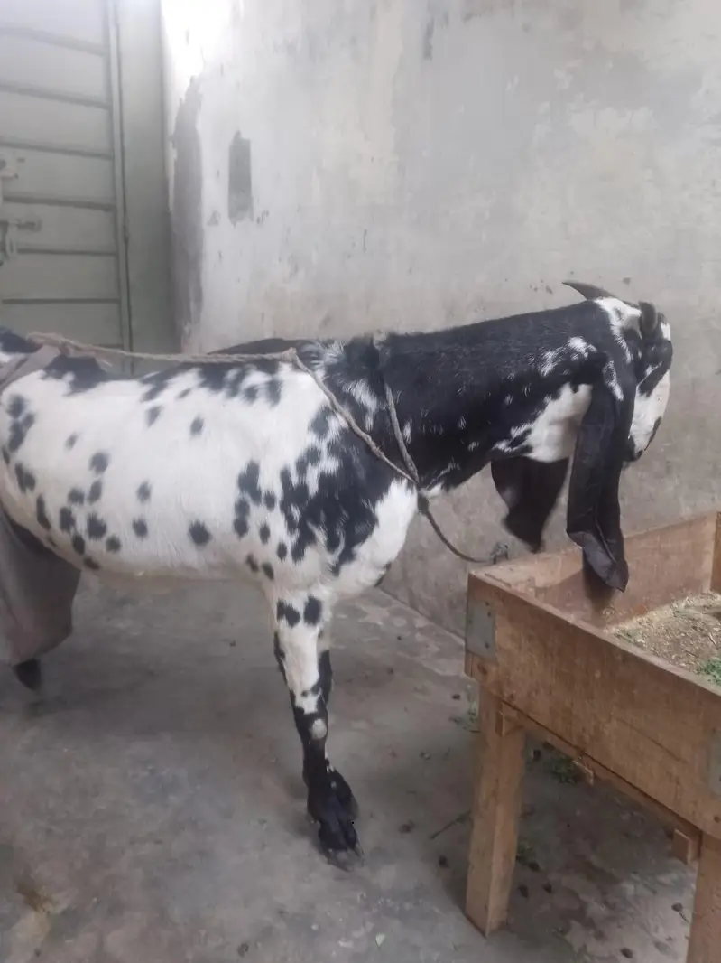 pure betal nagra bakri with 2baby male — photo 8
