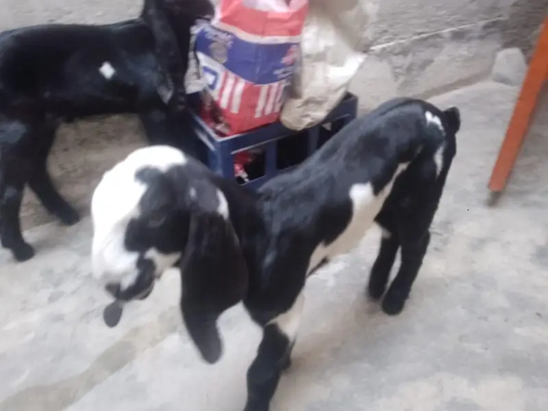 pure betal nagra bakri with 2baby male — photo 9