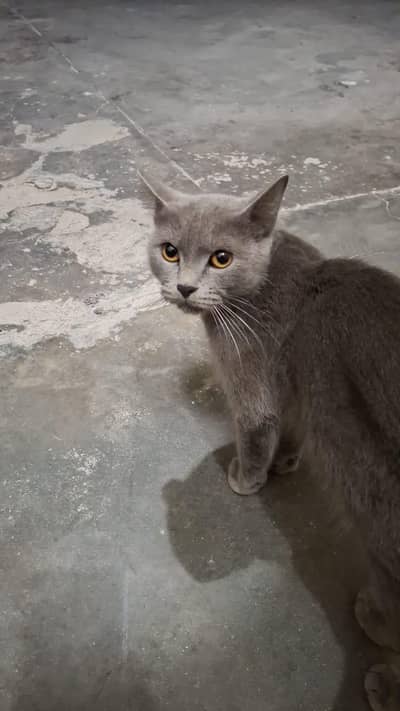 British Shorthair Grey/blue