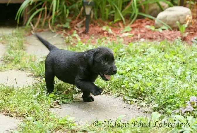 Labrador Puppy for Sale – Healthy & Active — photo 2