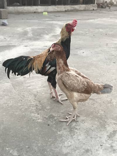 Aseel pair