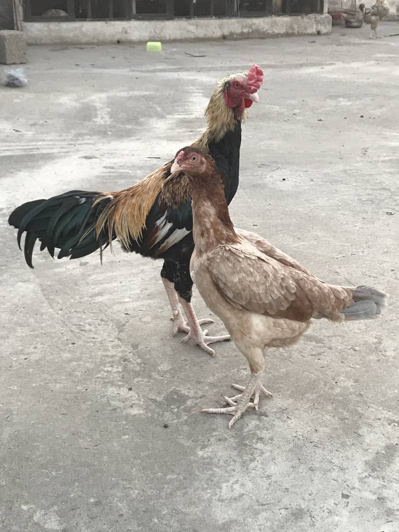 Aseel pair 0
