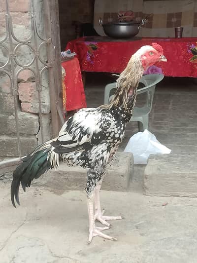 asil murga jawa