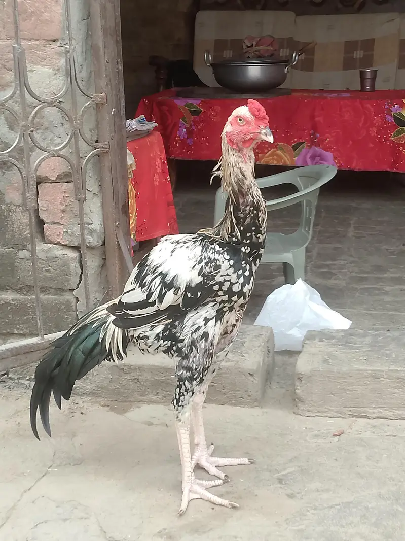 asil murga jawa — photo 2