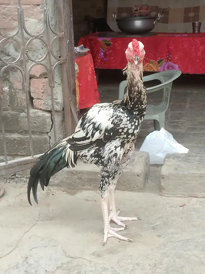 asil murga jawa — photo 3