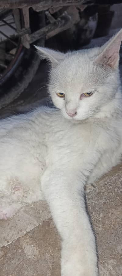 white female cat