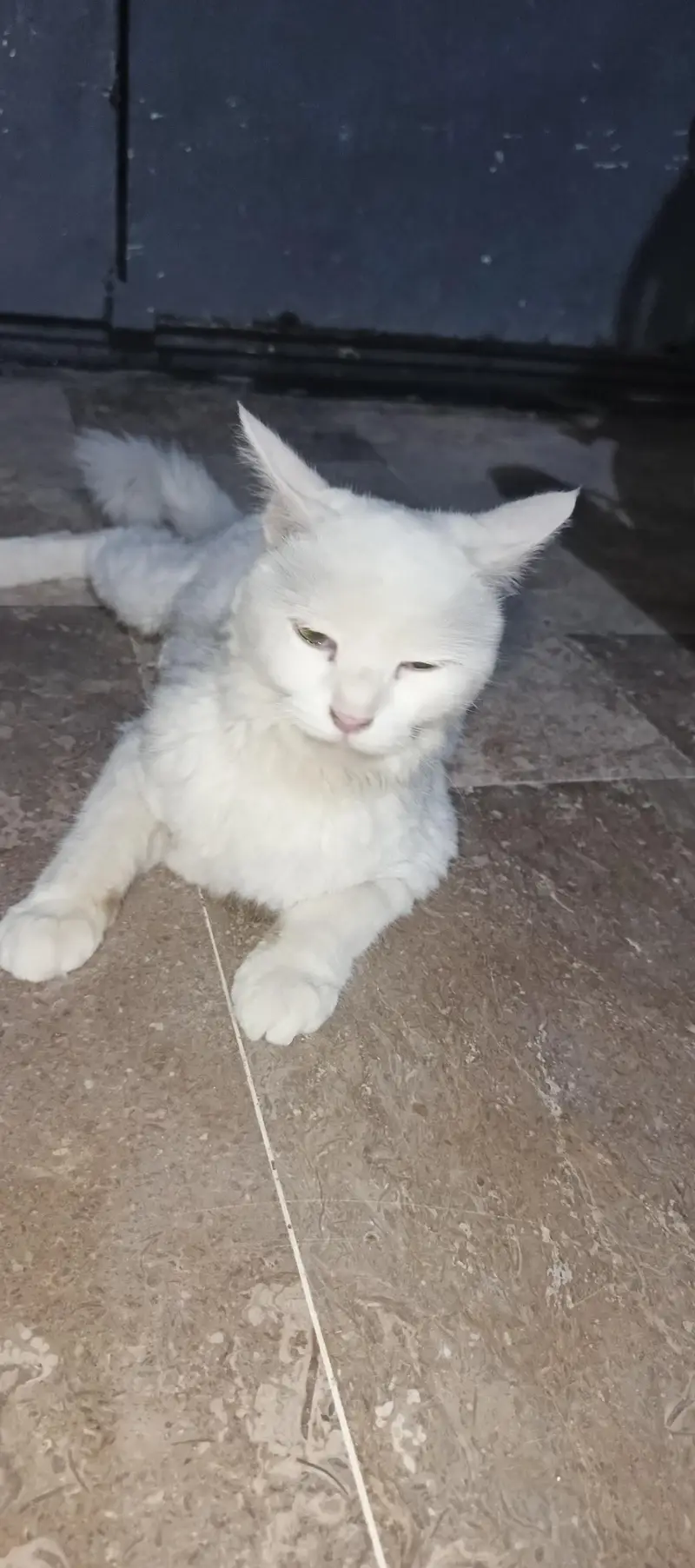 white female cat — photo 2