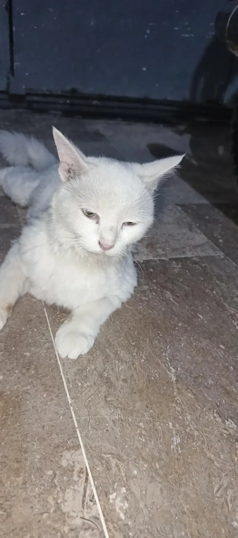 white female cat — photo 3