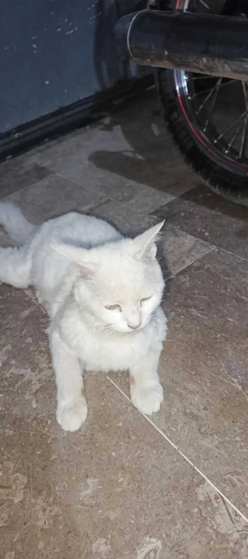 white female cat — photo 4
