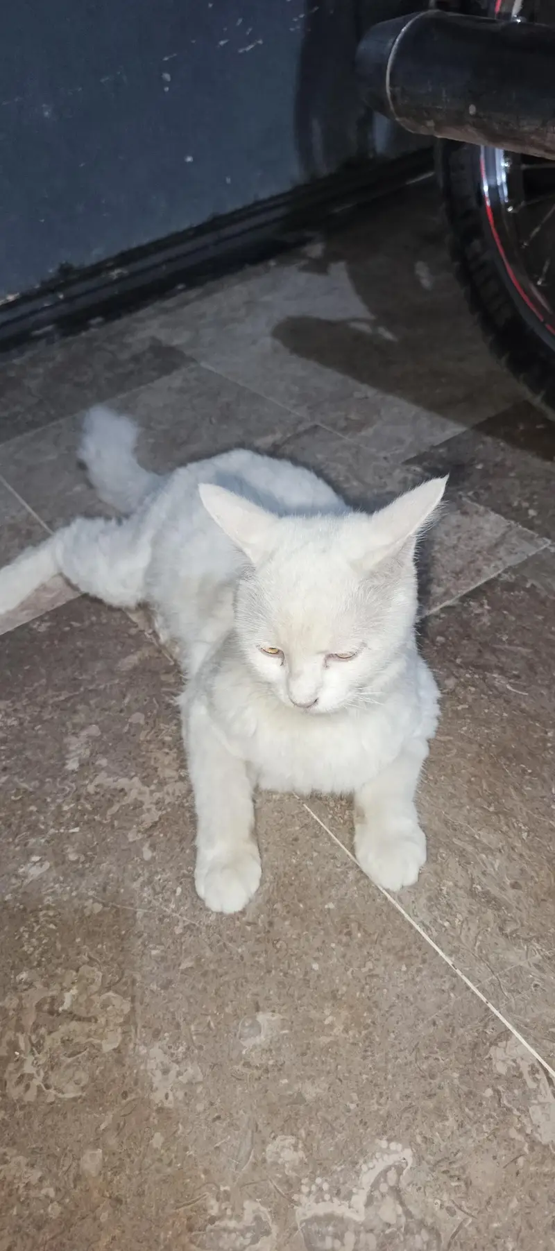 white female cat — photo 5
