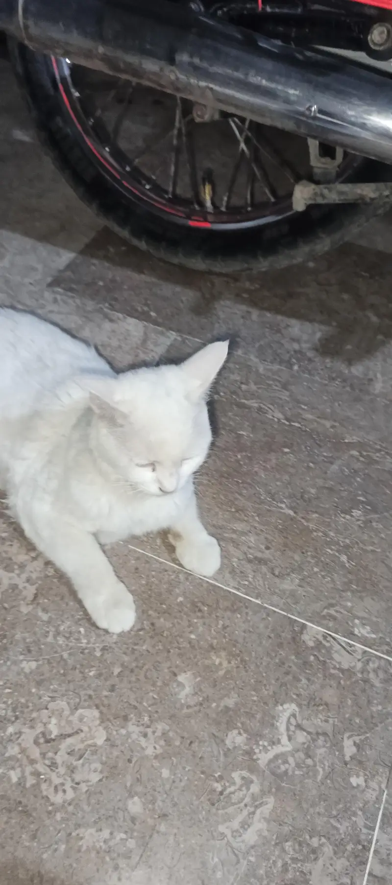 white female cat — photo 6
