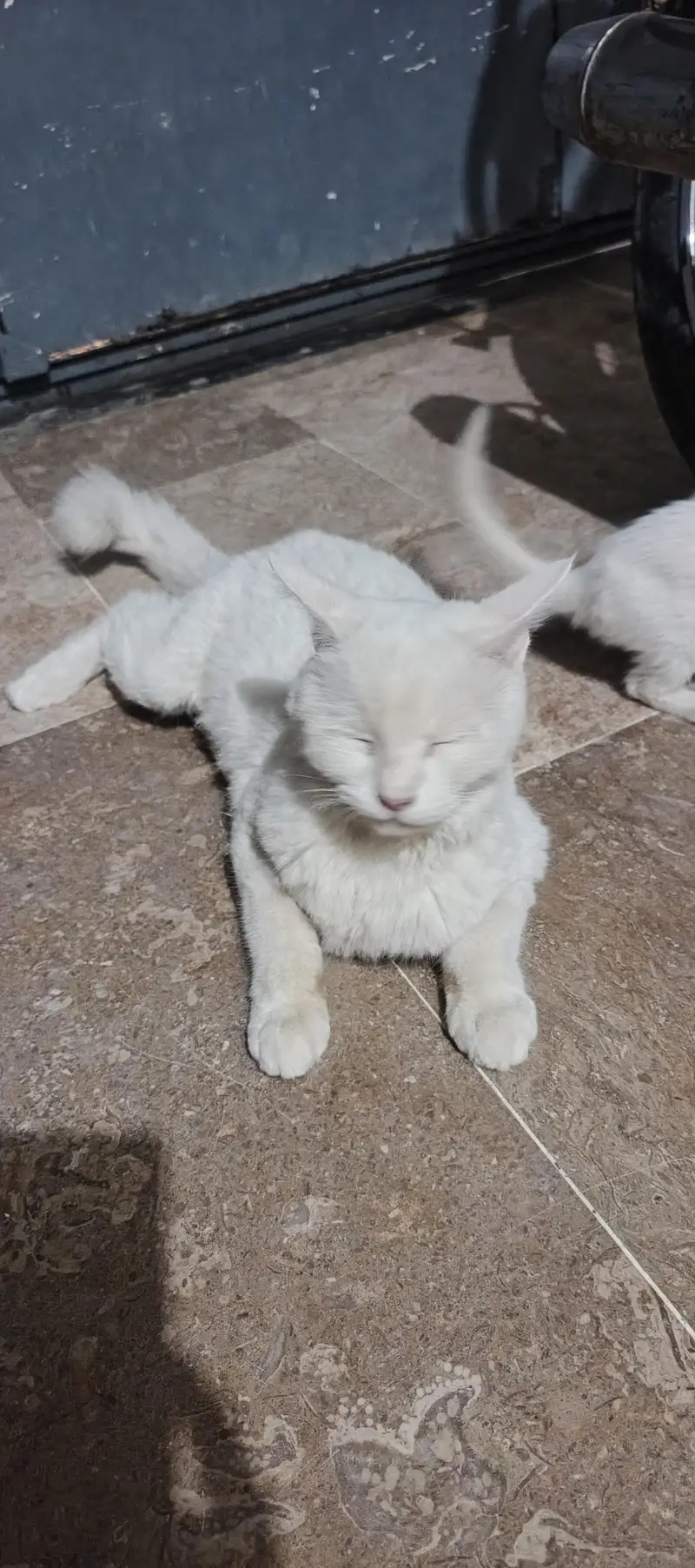 white female cat — photo 7
