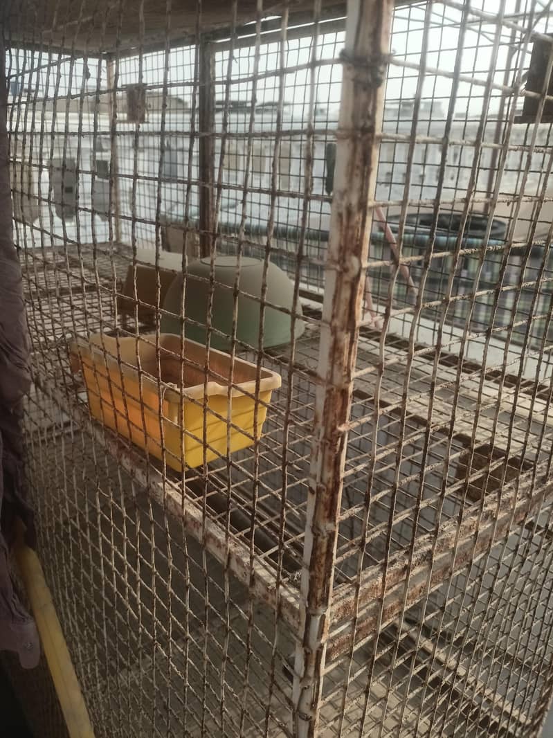 bird cage 0
