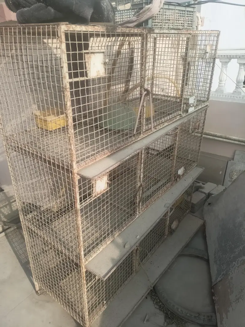 bird cage — photo 2