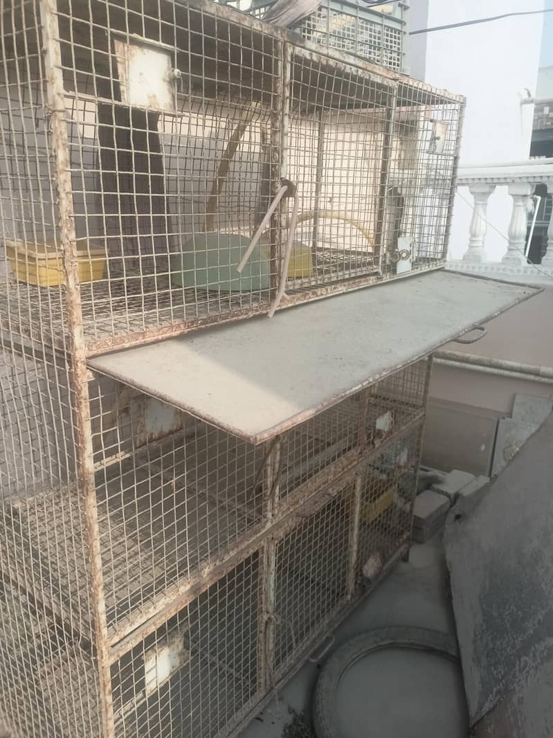 bird cage 2