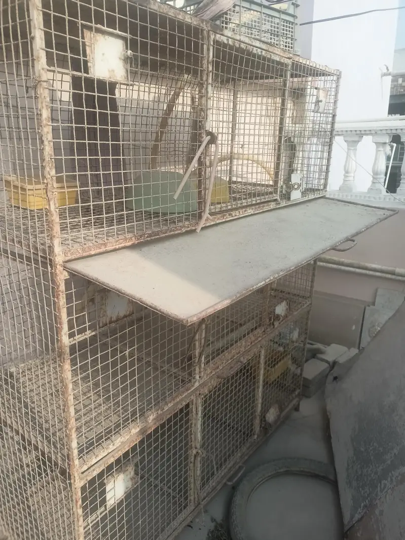 bird cage — photo 3