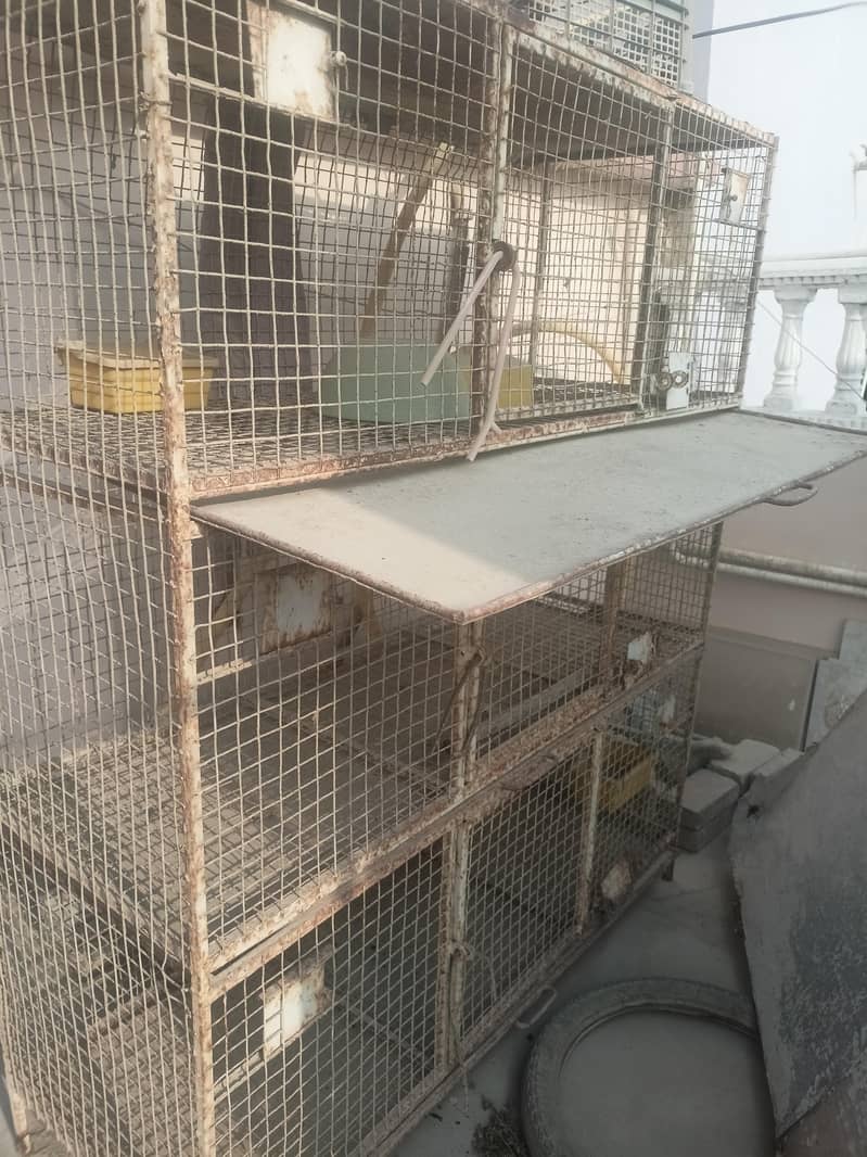 bird cage 4