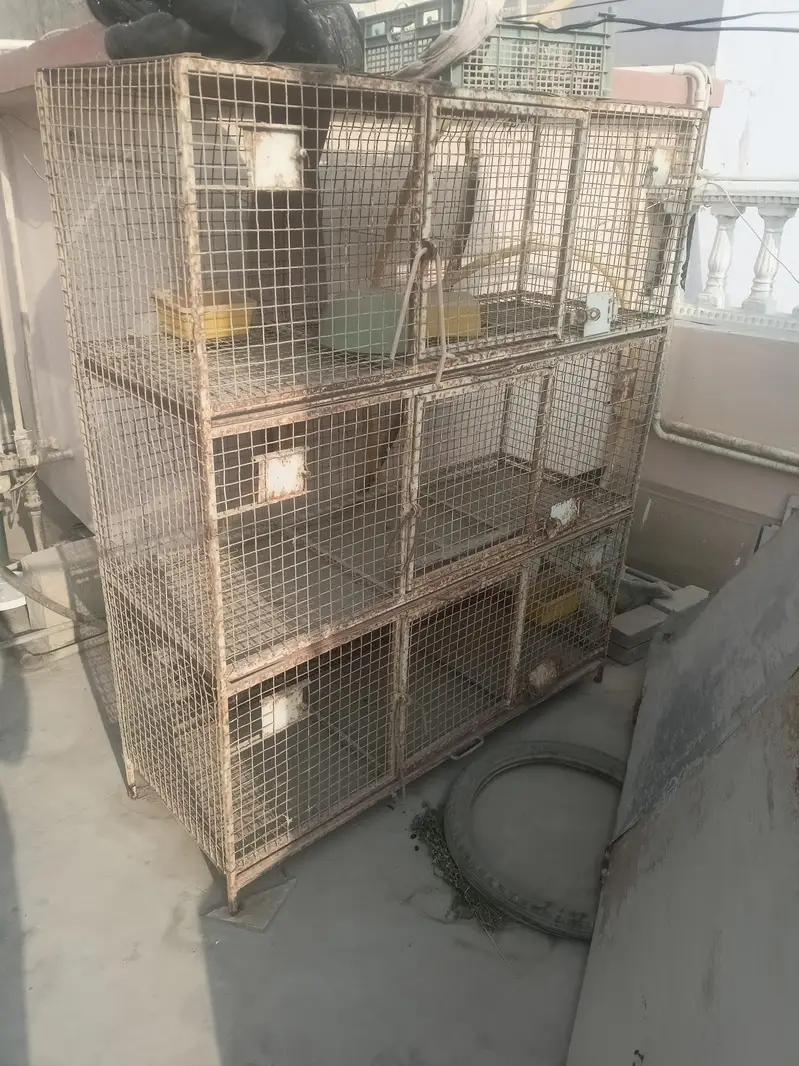 bird cage — photo 6