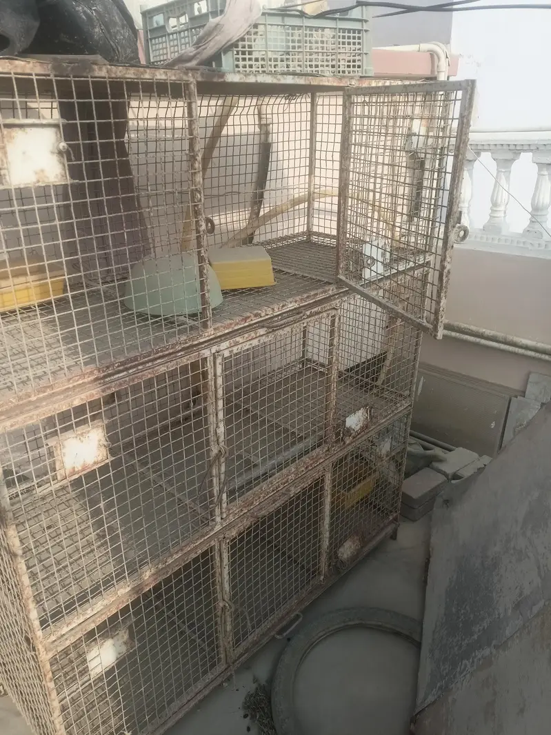 bird cage — photo 7