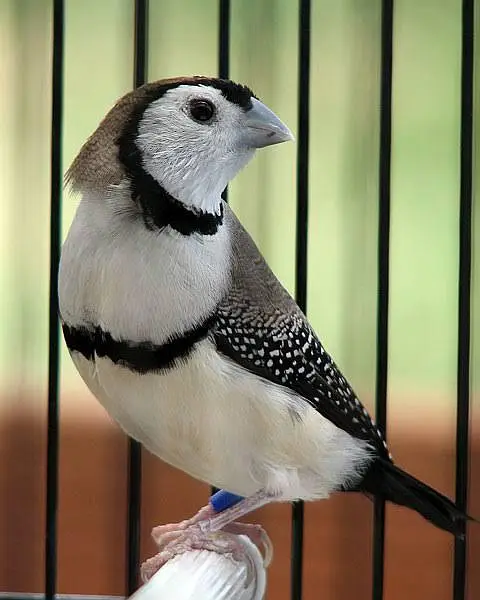 Exotic Finches. — photo 2