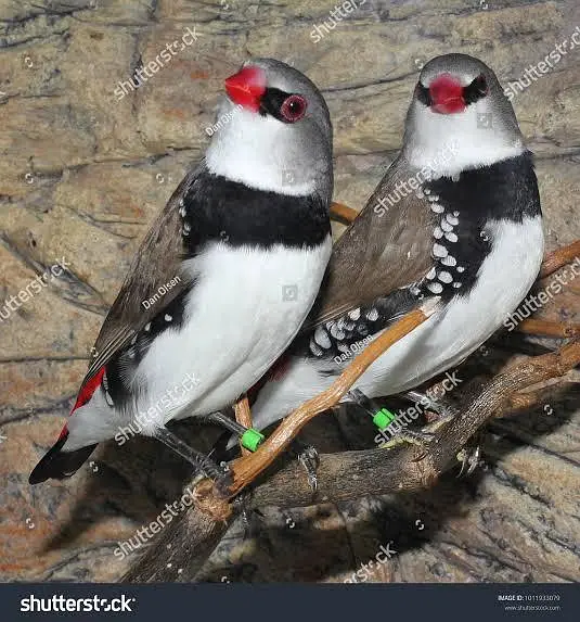 Exotic Finches. — photo 3