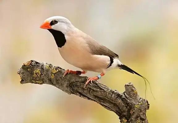 Exotic Finches. — photo 4