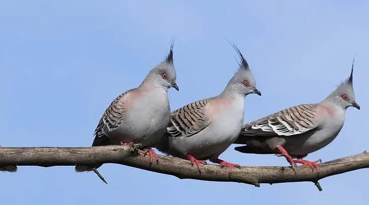 Exotic Finches. — photo 5