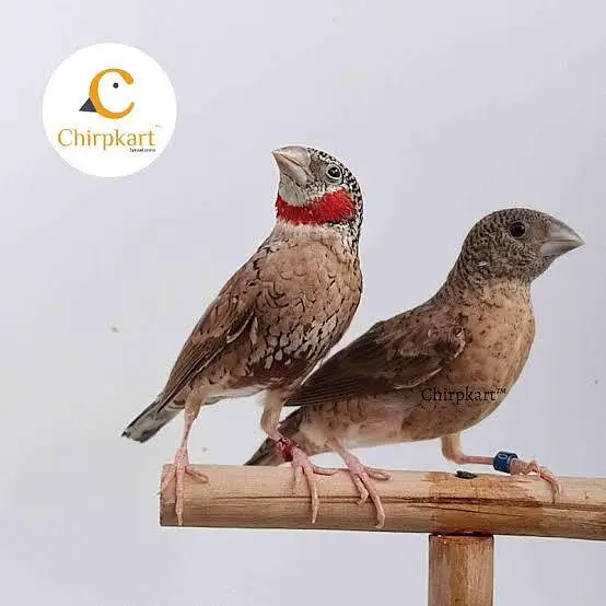Exotic Finches. — photo 6