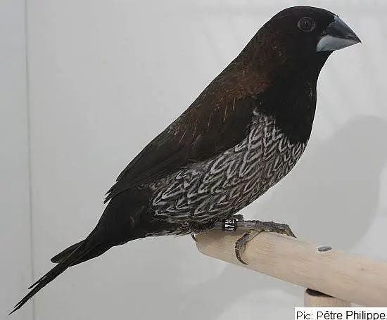 Exotic Finches. — photo 7