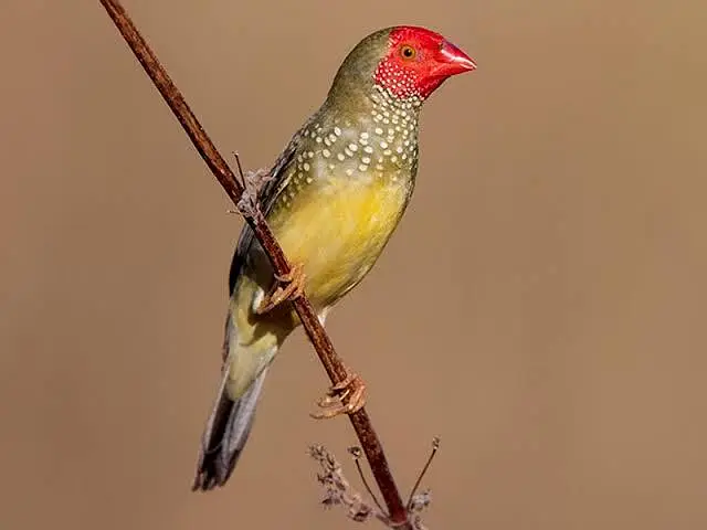 Exotic Finches. — photo 8