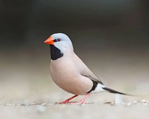 Exotic Finches. — photo 9