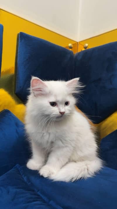 ​Pure Persian Kittens - Triple Coat (Punch Face & Odd Eye)