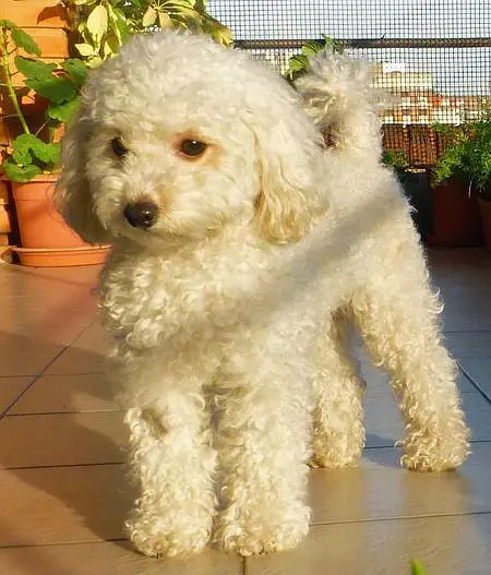 white poodle dog — photo 2