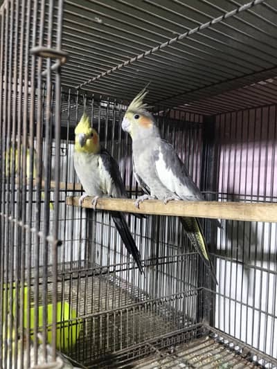 grey breeder pair available