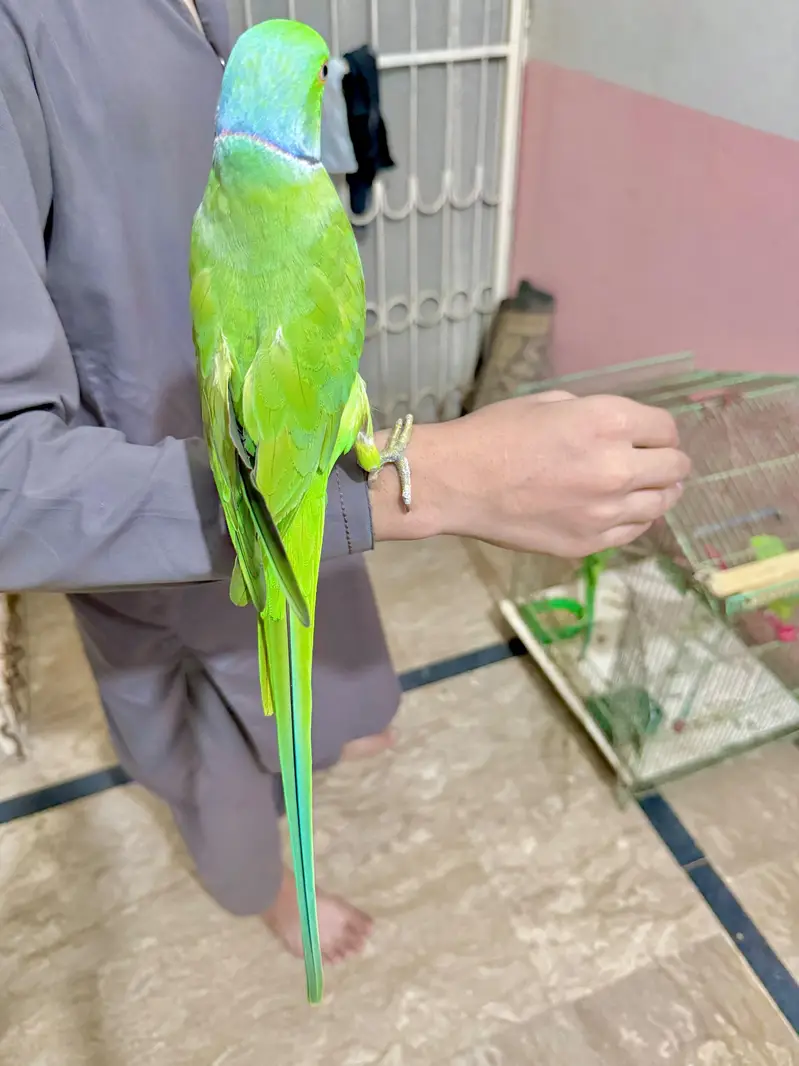 ringneck parrot | bolne wala mithu — photo 2