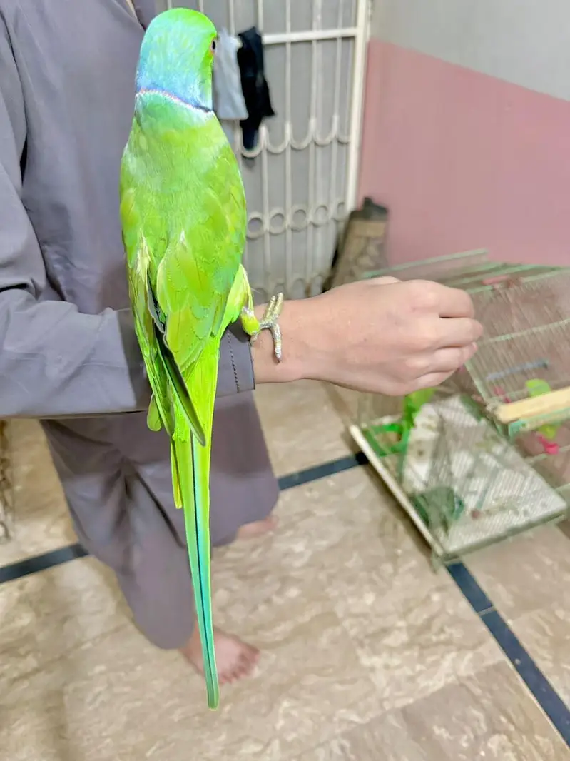 ringneck parrot | bolne wala mithu — photo 3