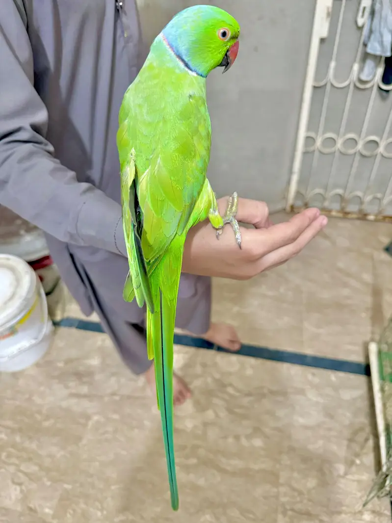 ringneck parrot | bolne wala mithu — photo 4