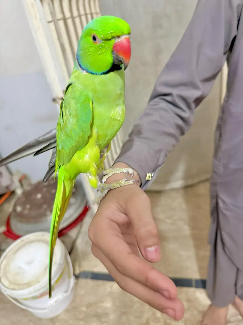 ringneck parrot | bolne wala mithu — photo 5