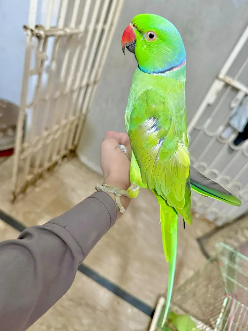 ringneck parrot | bolne wala mithu — photo 6