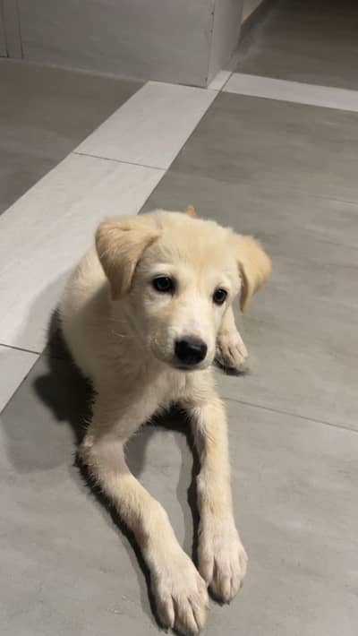 3 months golden retriever in healthy state.