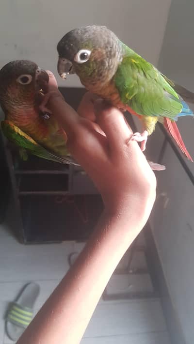 ALL PARROTT available hand tame available what app num ha 03296947043