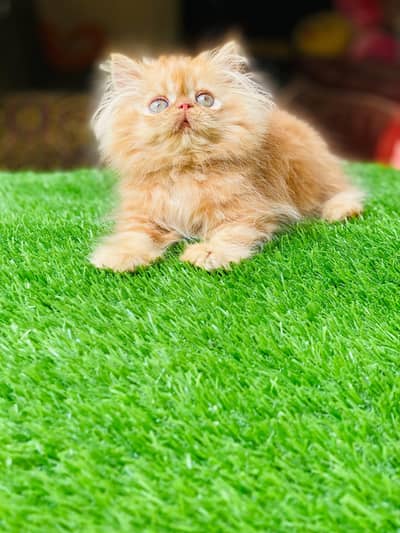 Persian Piki male kitten