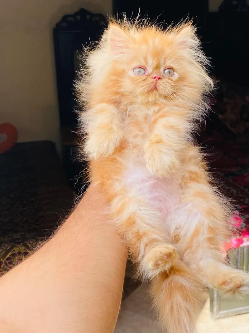 Persian Piki male kitten — photo 2
