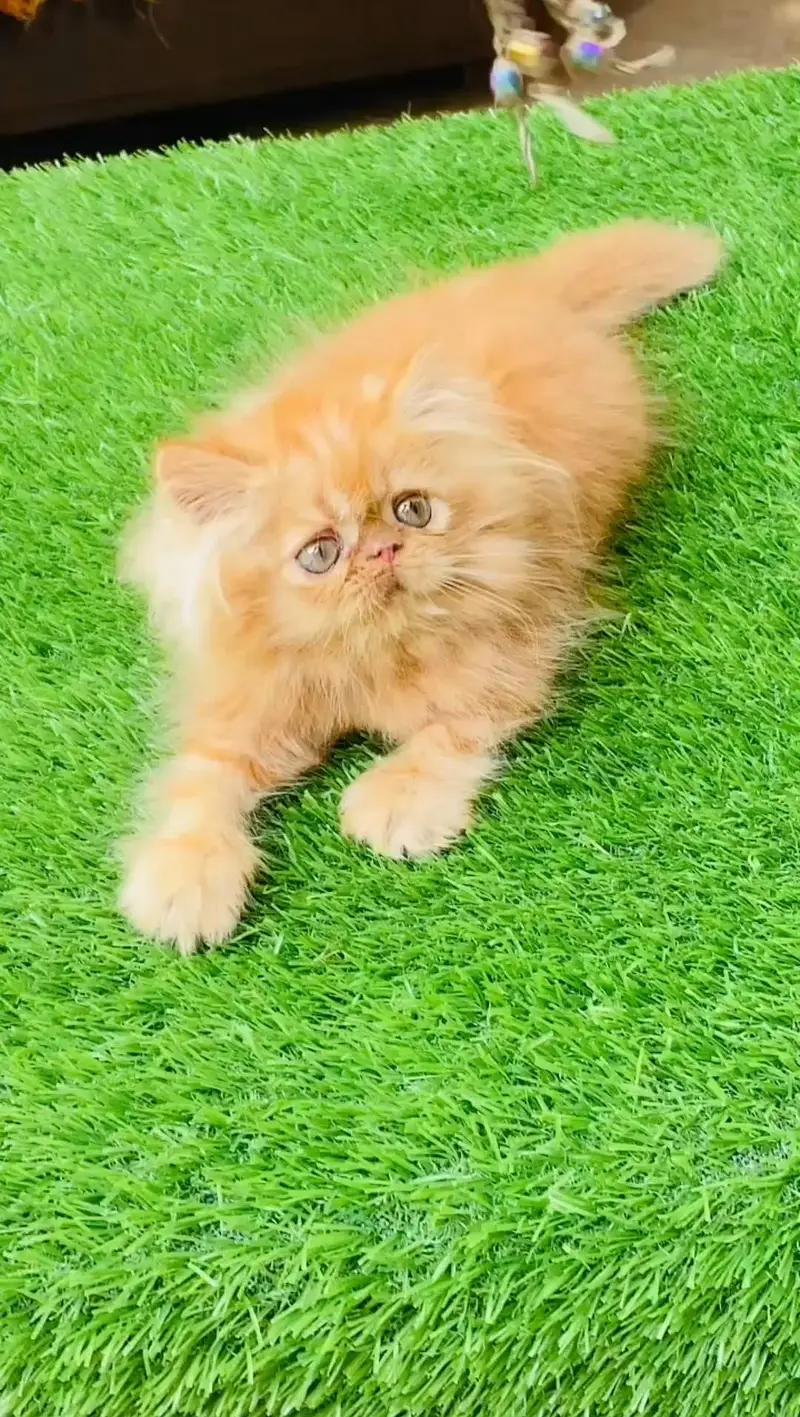 Persian Piki male kitten — photo 3