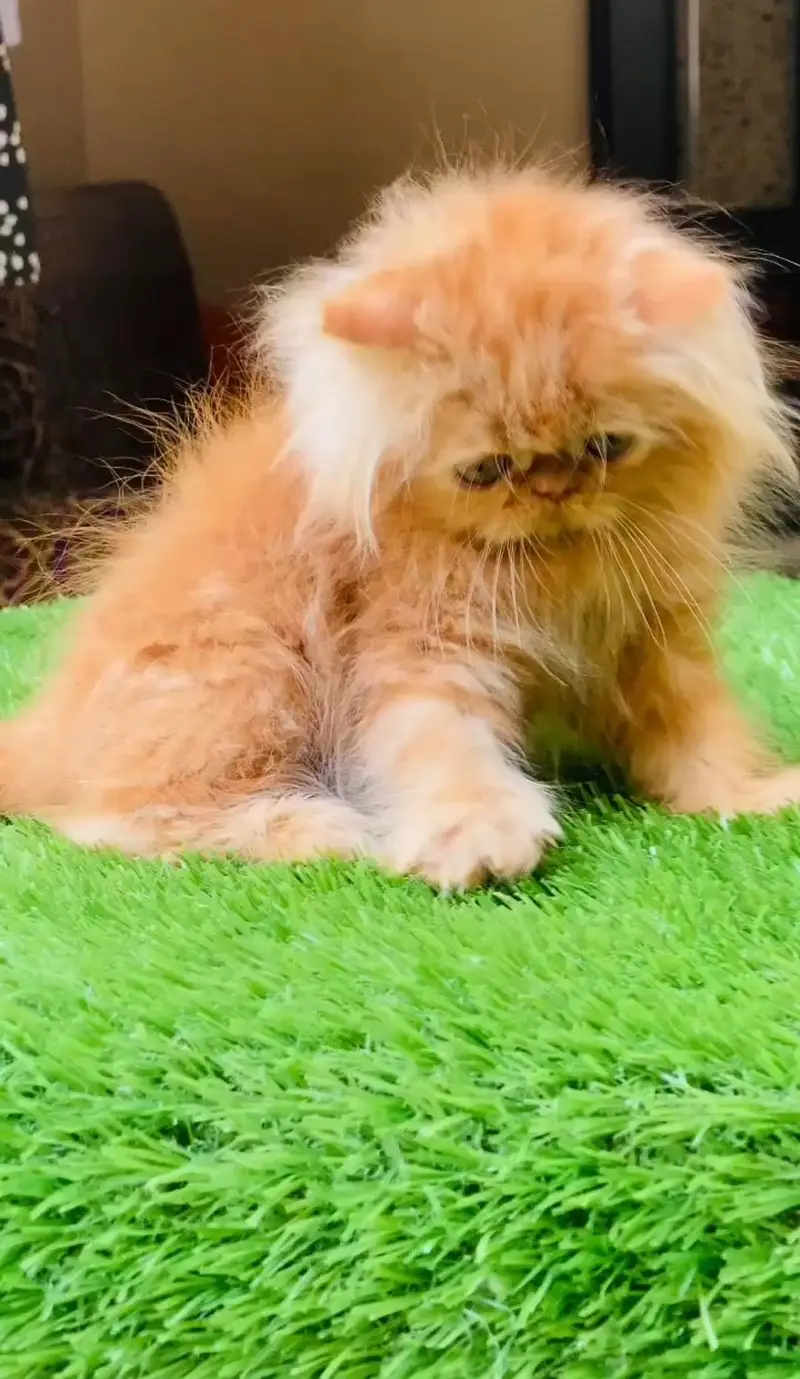 Persian Piki male kitten — photo 4