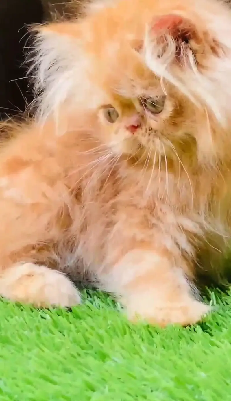 Persian Piki male kitten — photo 5